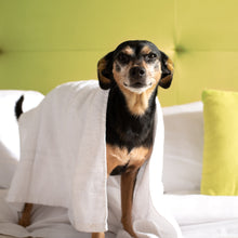 Carica l'immagine nel visualizzatore di Gallery, Shampoo Naturale per animali domestici