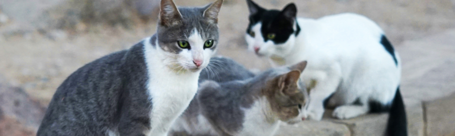 Lo sapevi che il luogo dove morì Giulio Cesare oggi è abitato da gatti?