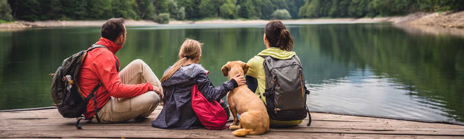 Il cane è un animale sociale