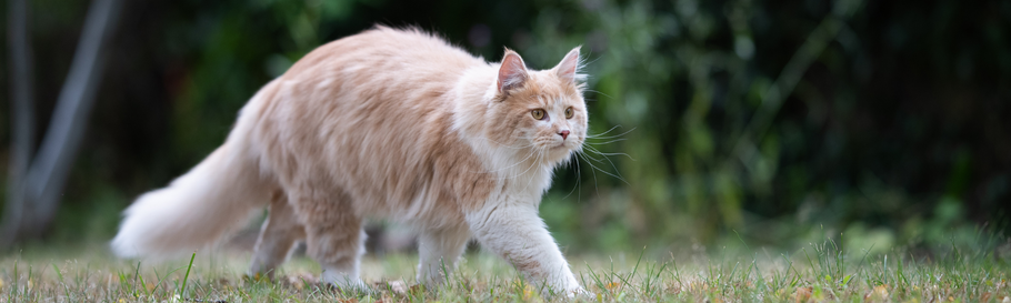 Maine Coon